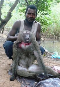 Chasse babouin parc