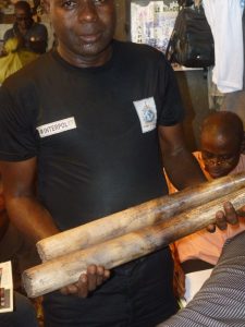 Interpol - Saisie de défenses ivoire