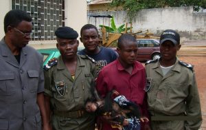 Arrestation d’un dealer de chimpanzé au Cameroun - Opération LAGA