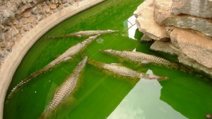 Crocodiles trafiquants chinois