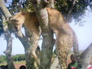 Abattage illégal de serval