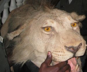 Tête de lion