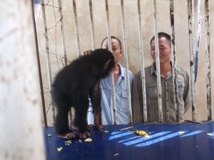 Chinois arrêté trafic chimpanzé GALF
